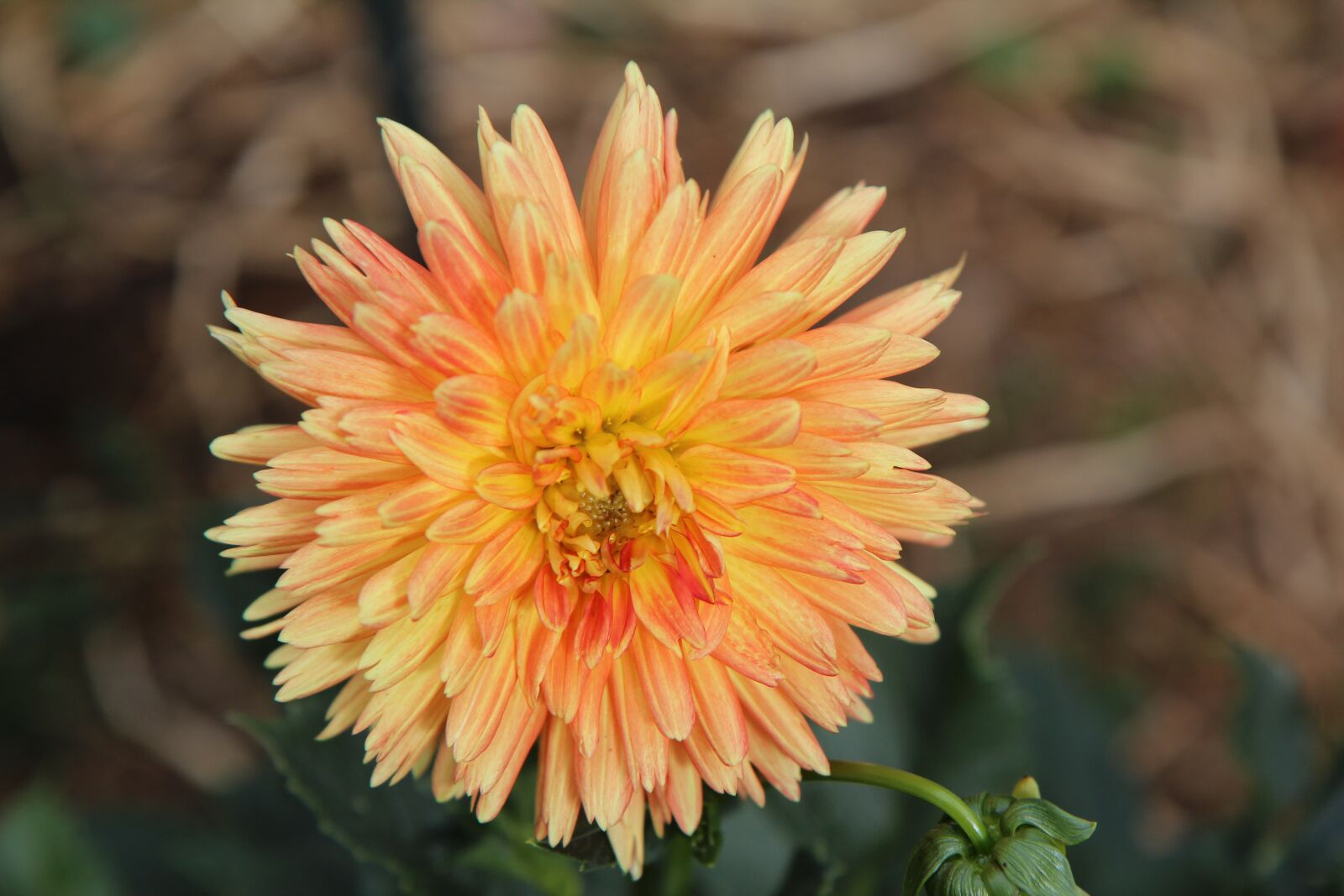 Canon EOS 600D (Rebel EOS T3i / EOS Kiss X5) sample photo. Dahlia flower, dahlia-orange, dahlia photography