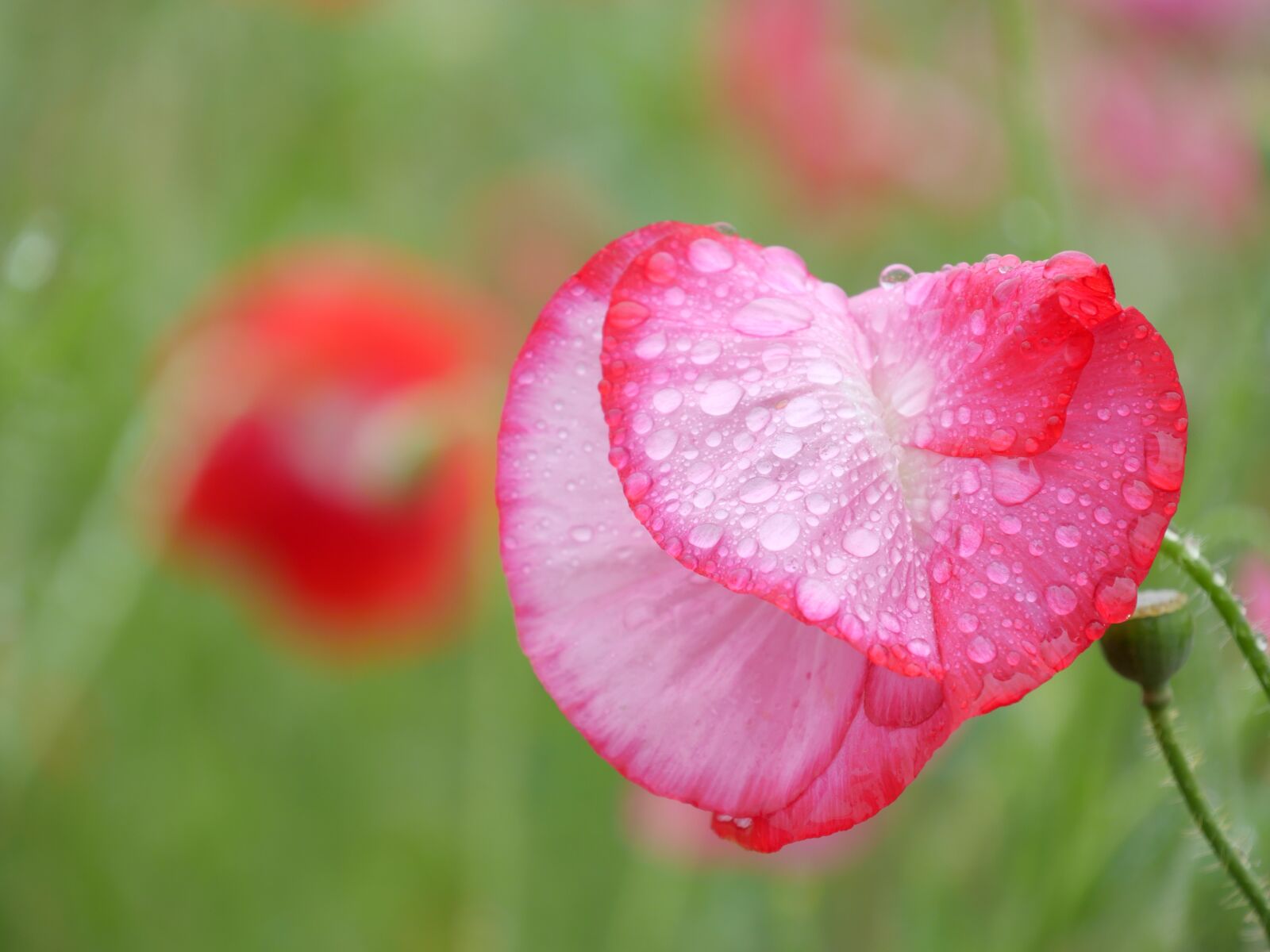 Panasonic DC-GX7MK3 sample photo. Poppy, flower, drop of photography