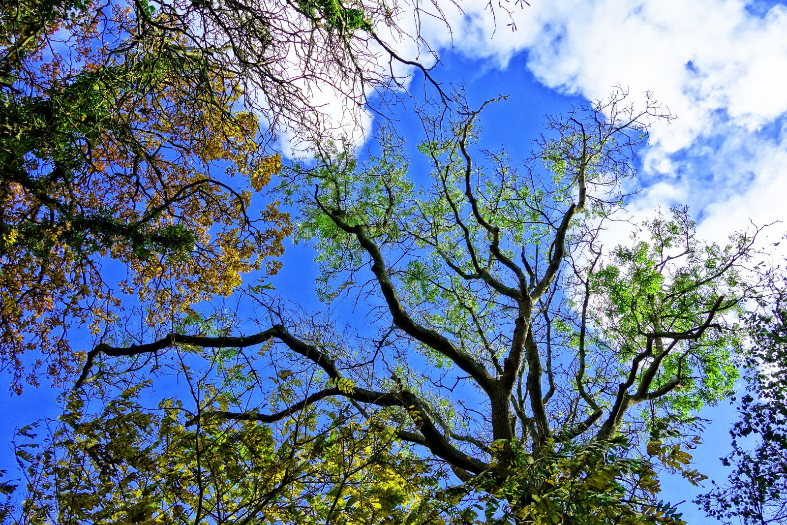 Sony Cyber-shot DSC-RX100 sample photo. Tree, tree top, branch photography