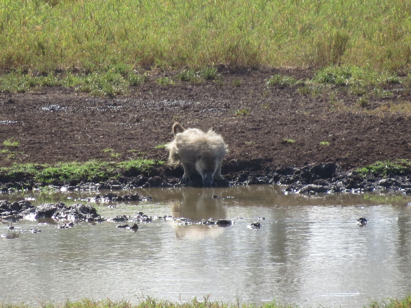 Canon PowerShot SX50 HS sample photo. Baboon, africa, water photography
