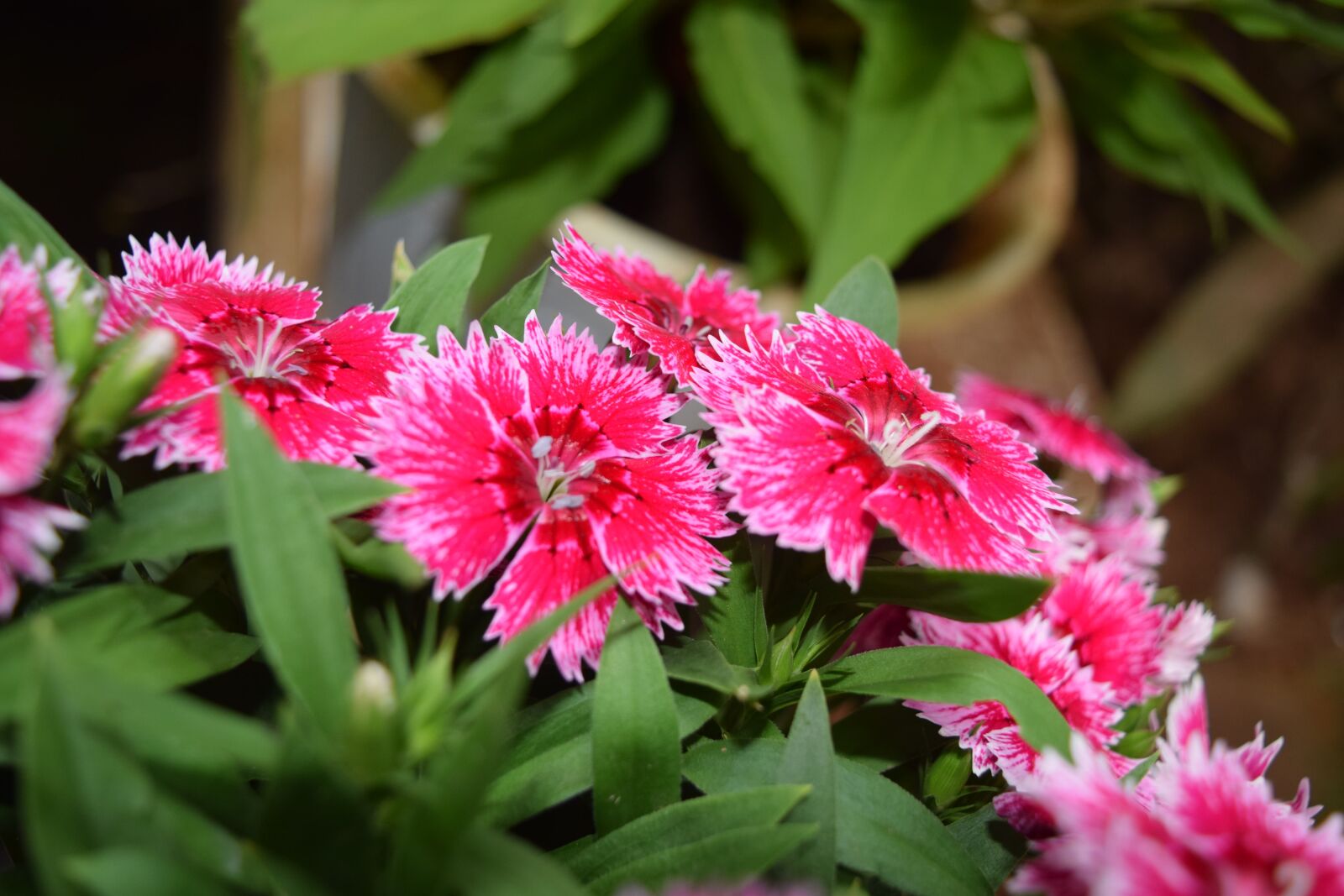 Nikon D3300 sample photo. Spring flowers, natural, xuan photography