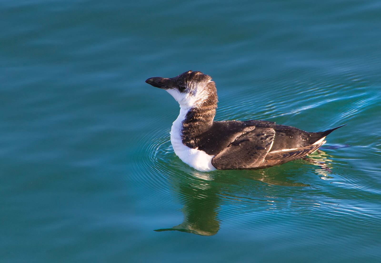 Canon EOS 6D sample photo. Auk, ave, bird photography