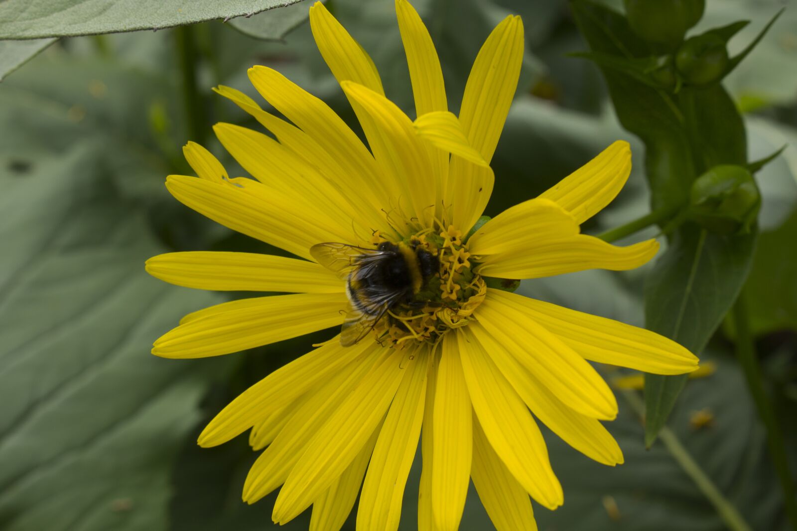 Canon EOS 60D + Canon EF-S 18-55mm F3.5-5.6 IS STM sample photo. Sunflower, bee, garden photography