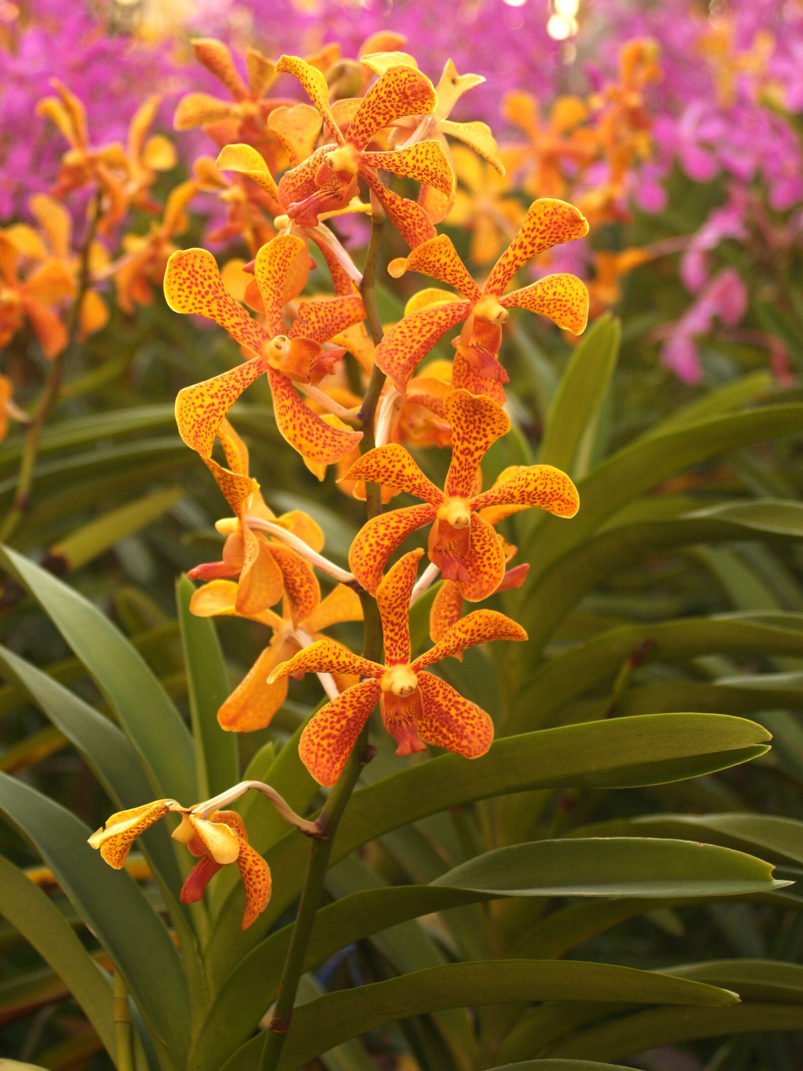 Olympus E-300 (EVOLT E-300) sample photo. Orchid, flower, bright photography