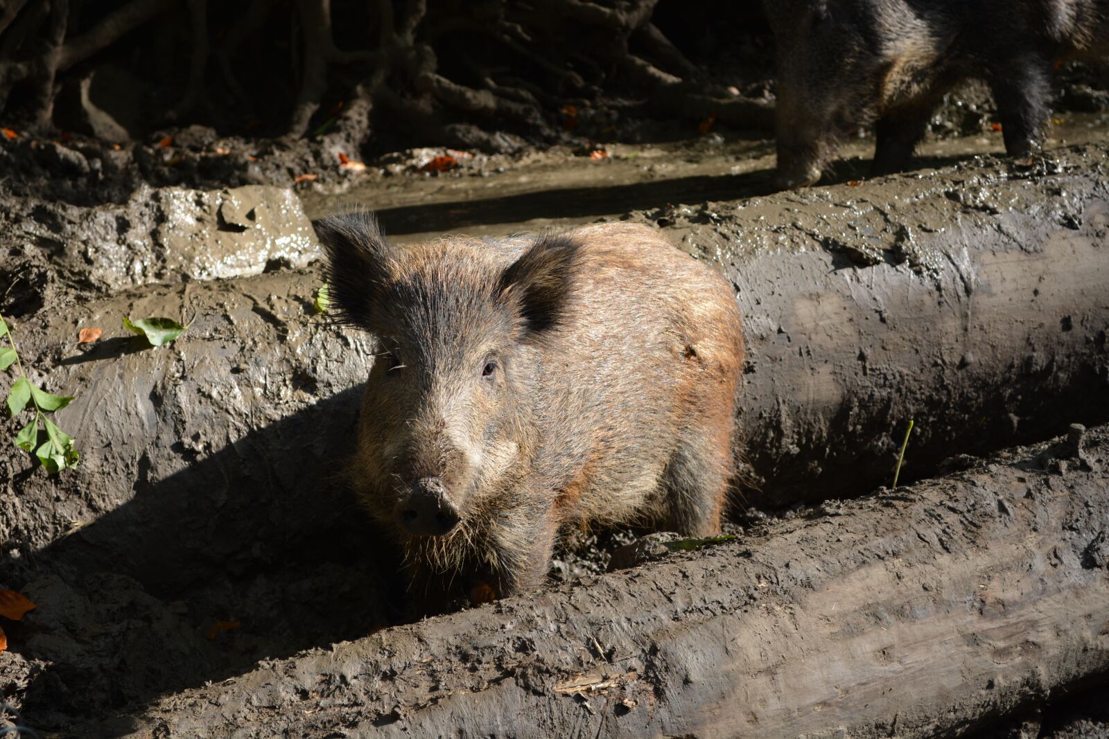 Nikon D5200 sample photo. Boar, forest, nature photography