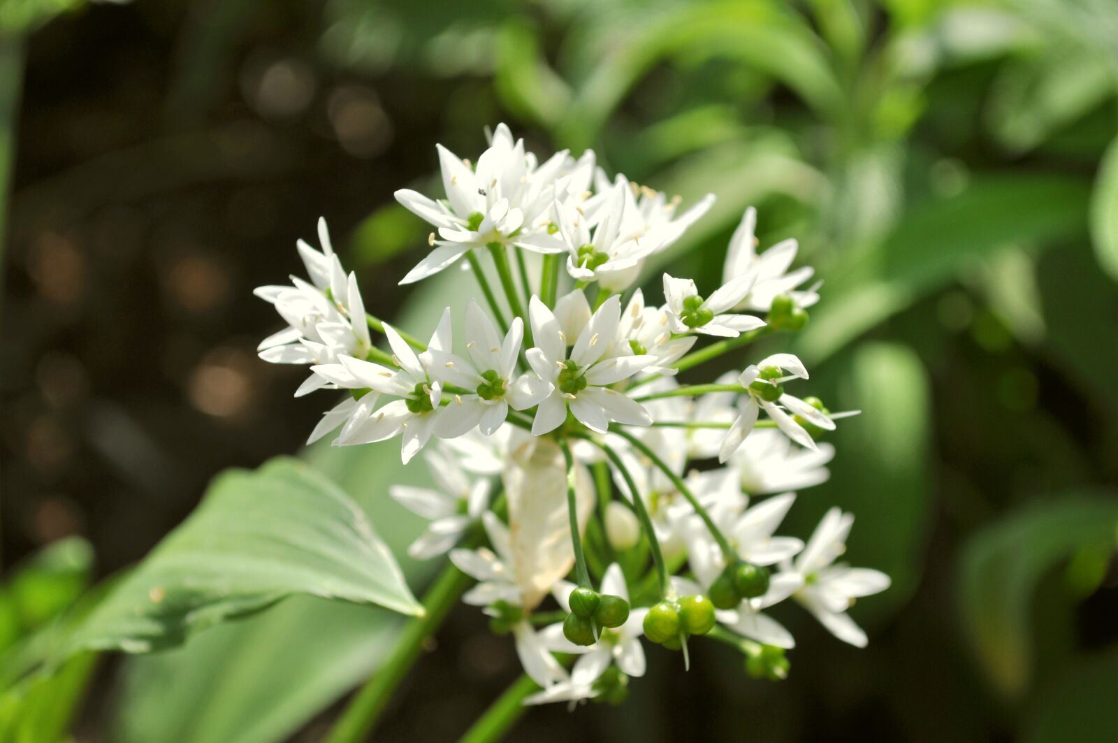 Nikon D5000 sample photo. Flower, white, nature photography
