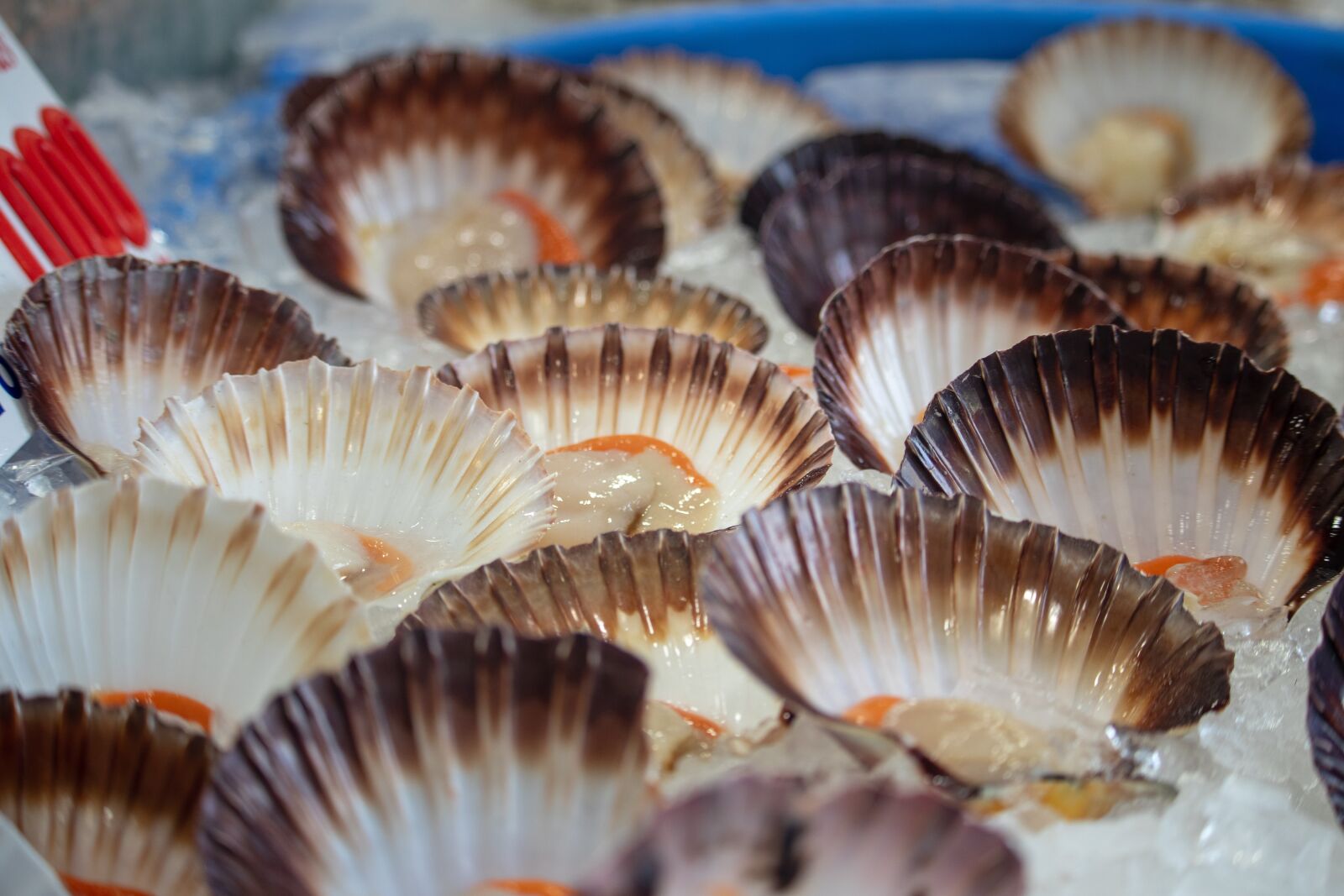 Canon EOS 200D (EOS Rebel SL2 / EOS Kiss X9) sample photo. Clams, seafood, market photography
