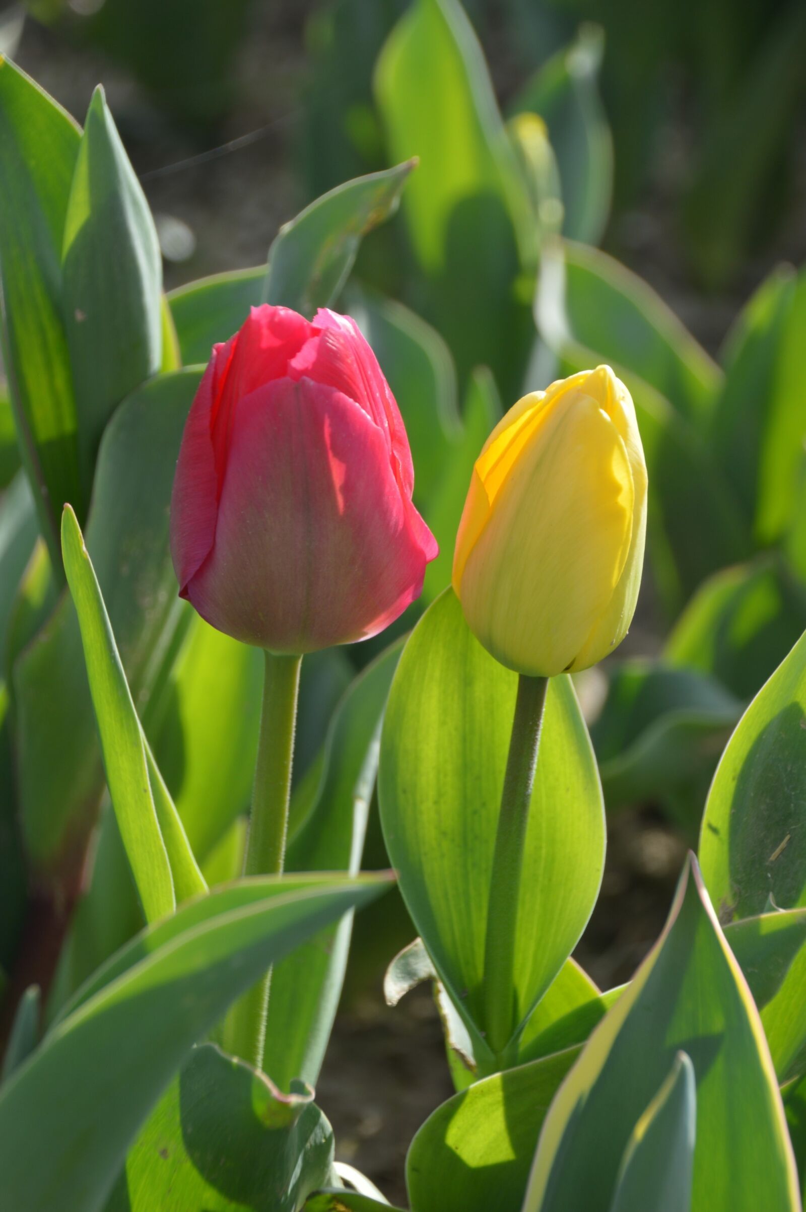 Nikon D3200 sample photo. Tulip, flower, spring photography