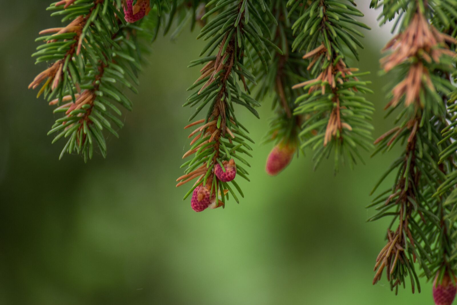 Nikon D7100 sample photo. Nature, spruce, trees photography