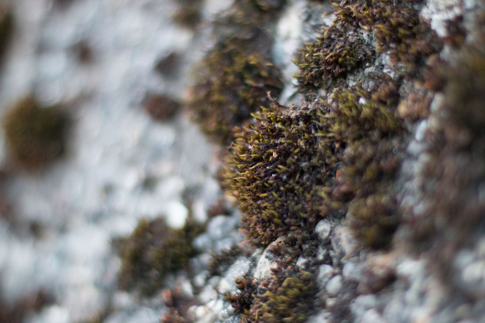 Canon EOS 70D sample photo. Moss, wall, grey photography