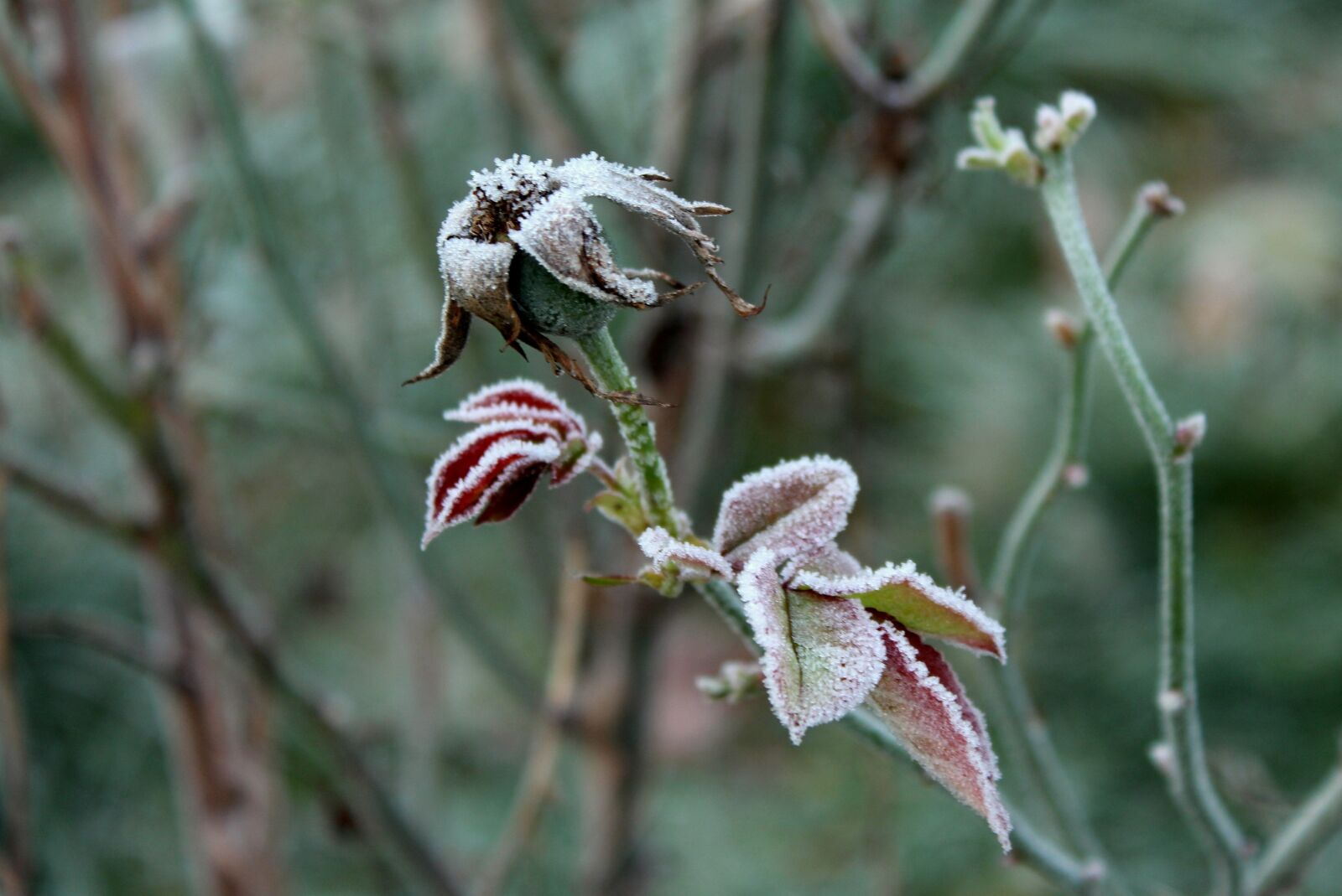 Canon EOS 1200D (EOS Rebel T5 / EOS Kiss X70 / EOS Hi) sample photo. Frost, autumn, november photography