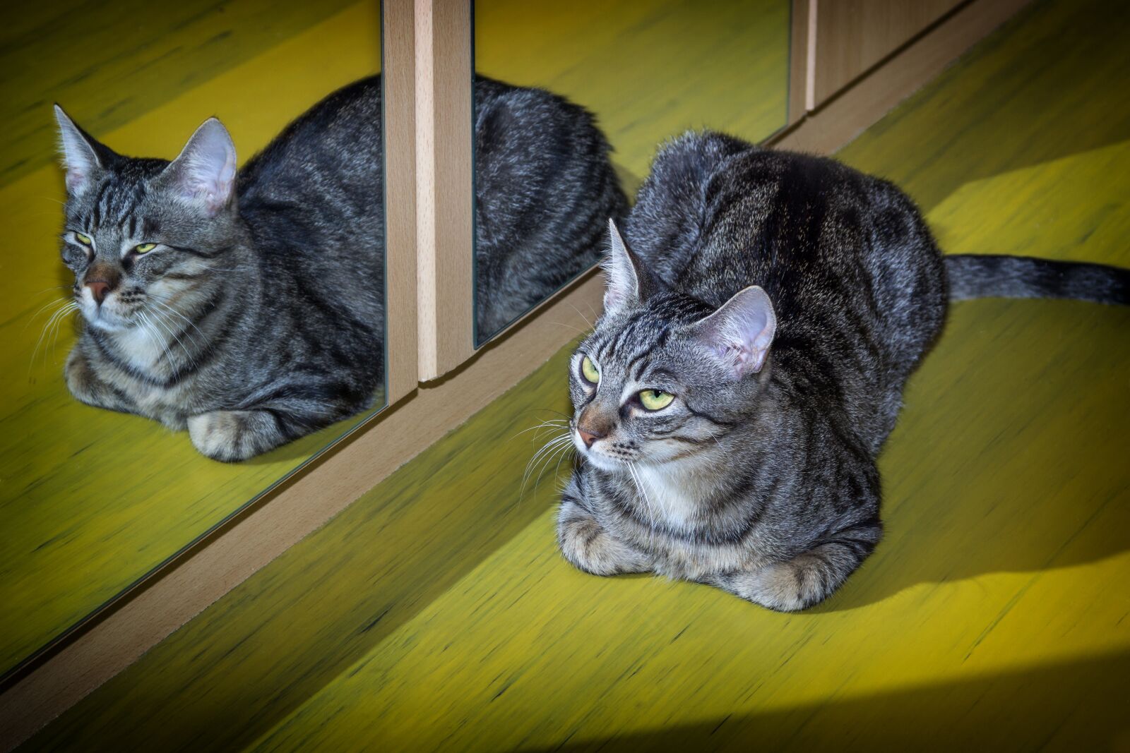 Canon EOS 600D (Rebel EOS T3i / EOS Kiss X5) sample photo. Cat, pet, mirroring photography