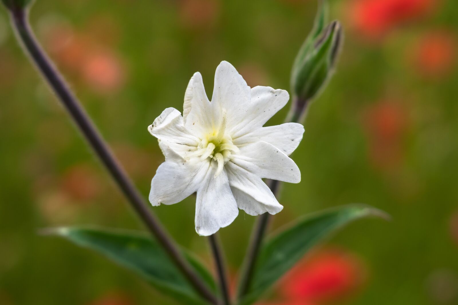 Canon PowerShot G3 X sample photo. Campion, melandrium, white lichtnelke photography
