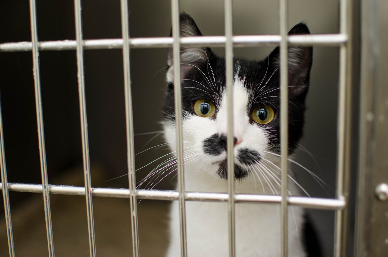 Nikon D7000 sample photo. Cat, sadness, sad photography