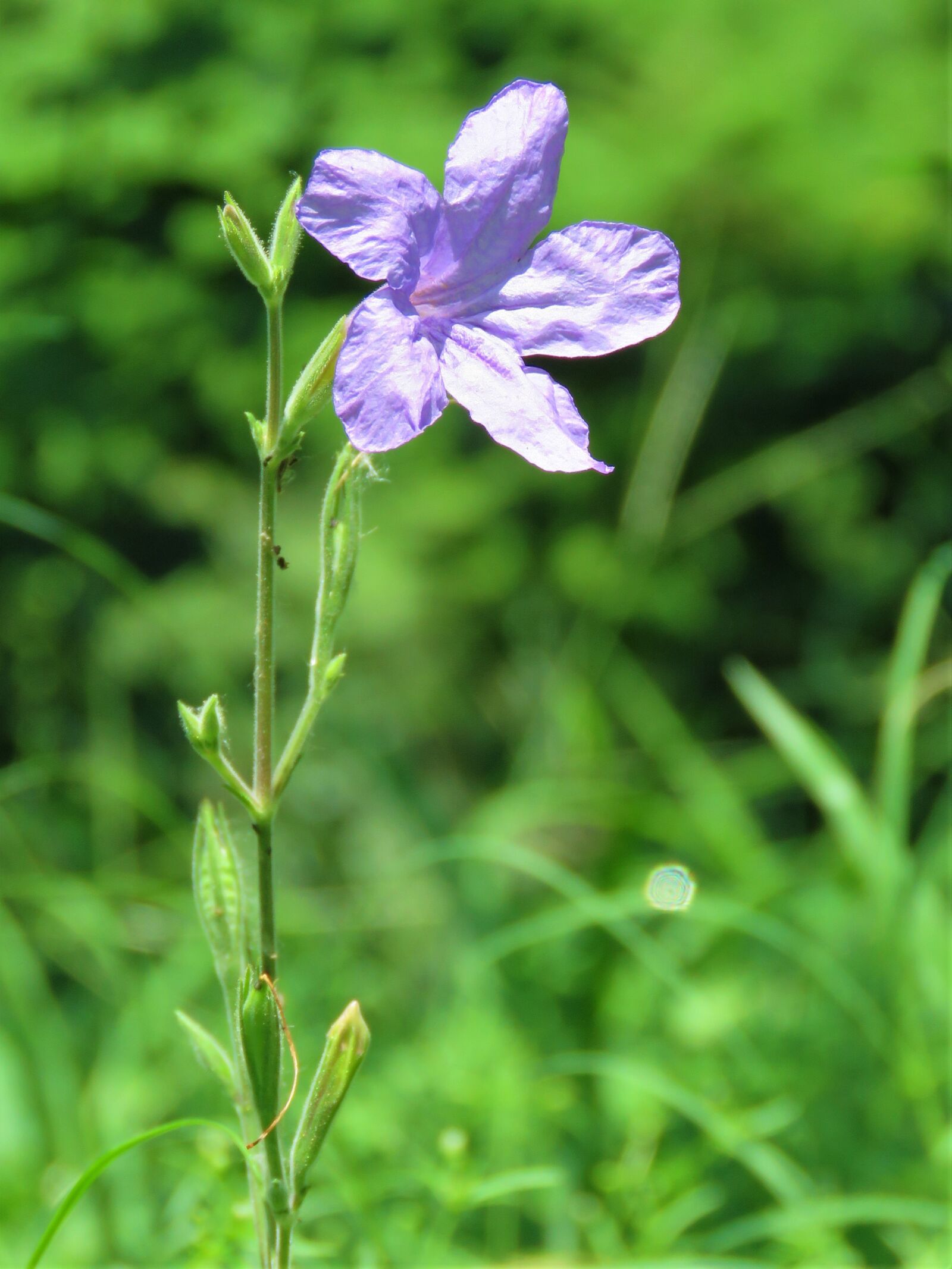 Canon PowerShot SX60 HS sample photo. Flower, purple, bloom photography