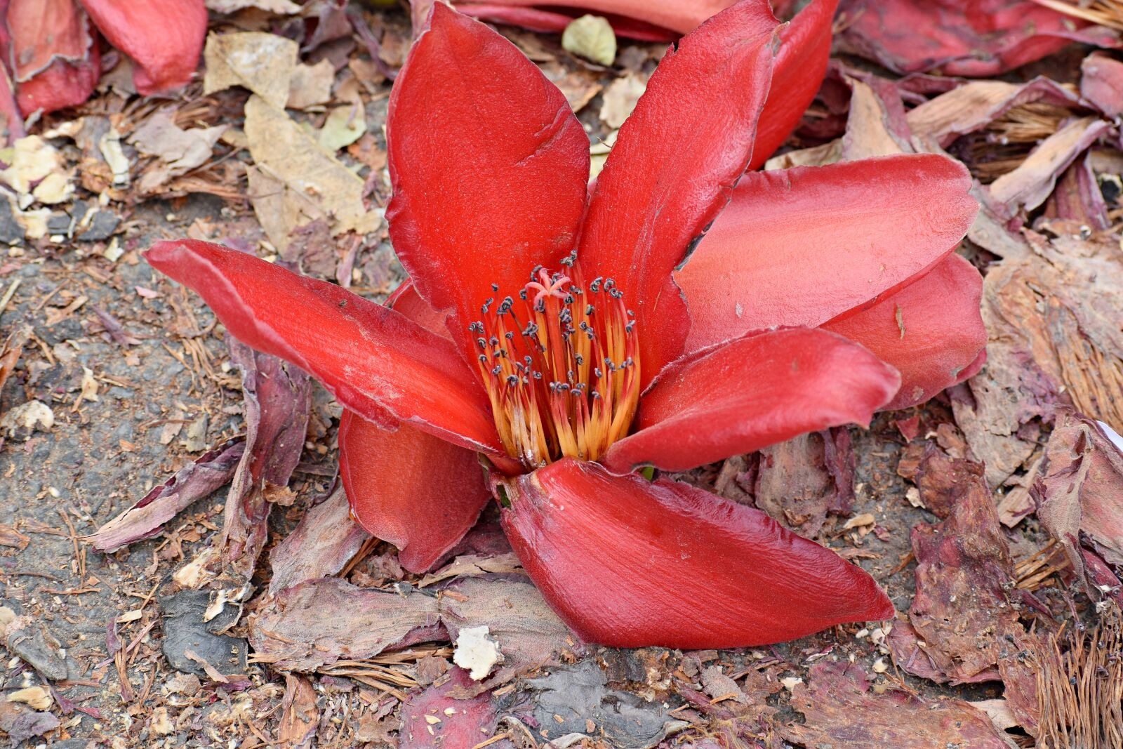 Nikon D3300 sample photo. Flower, nature, blossom photography