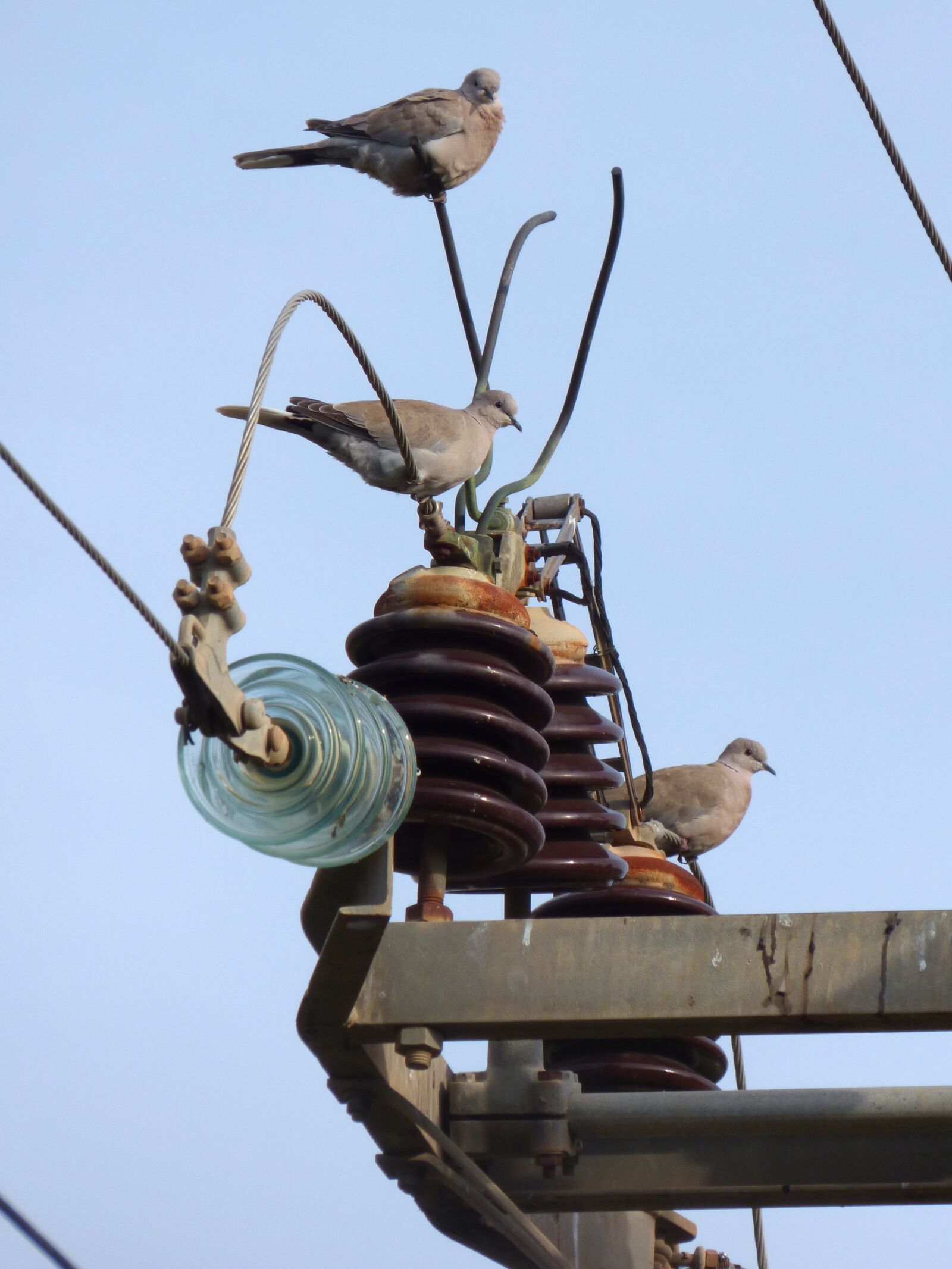 Panasonic Lumix DMC-FZ70 sample photo. Turtledove, transformer, power line photography