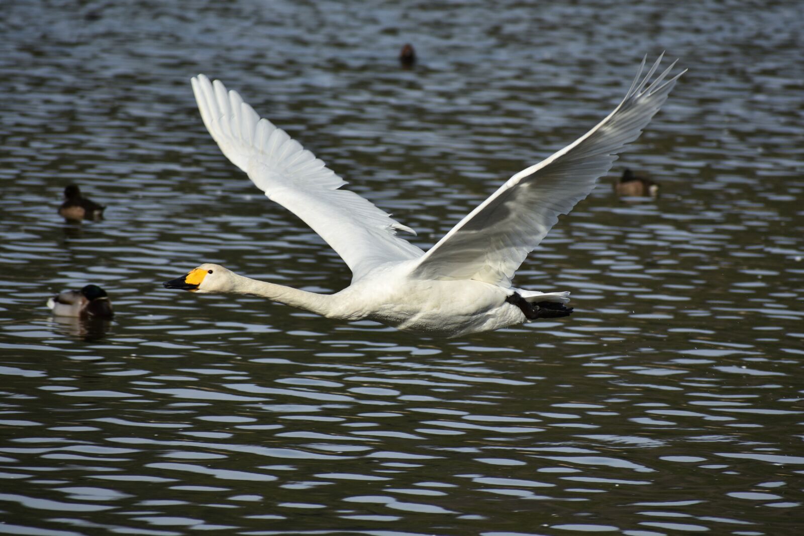 Nikon D7200 sample photo. Animal, lake, waterside photography