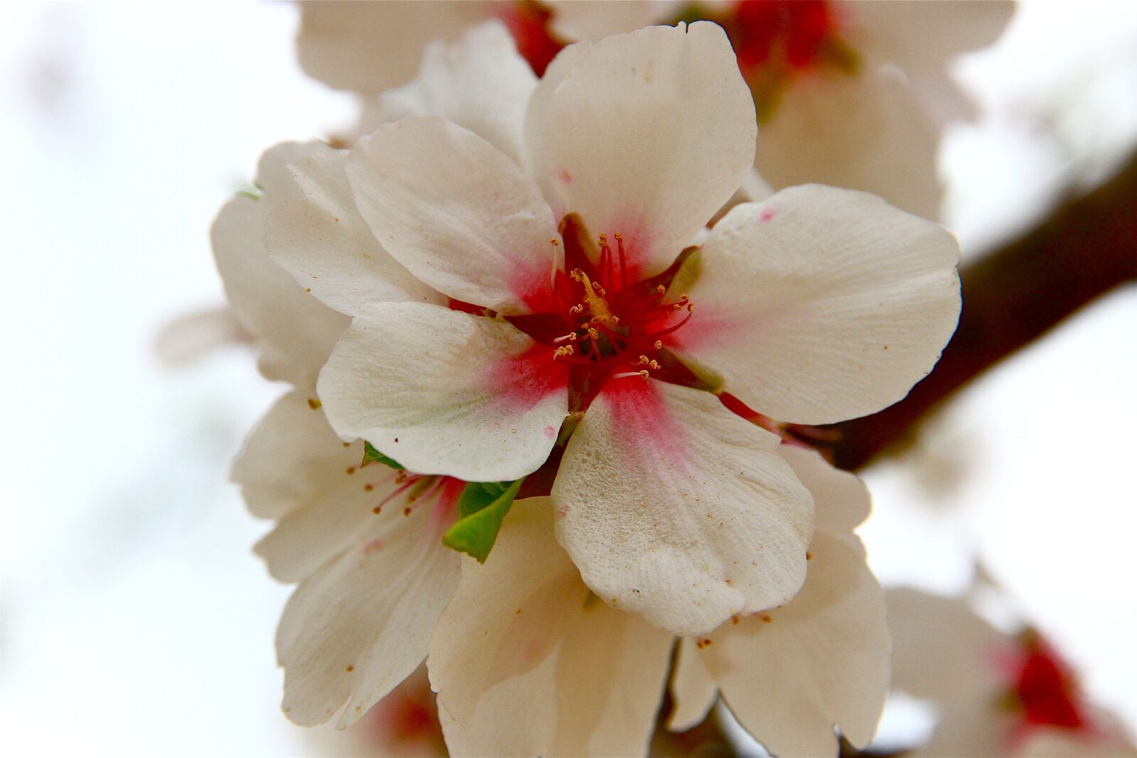 Canon EOS 7D sample photo. Almond flower, winter, nature photography