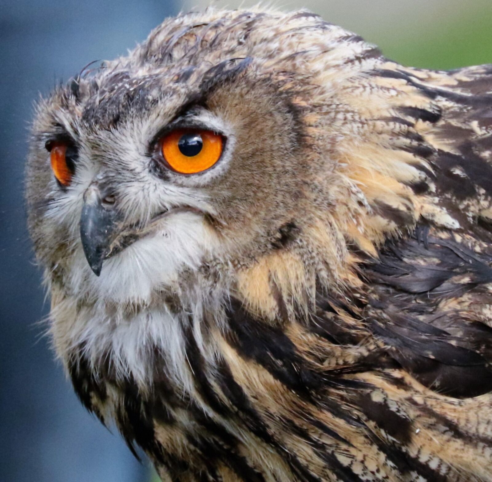 Canon EF 70-300mm F4-5.6L IS USM sample photo. Eagle owl, owl, bird photography