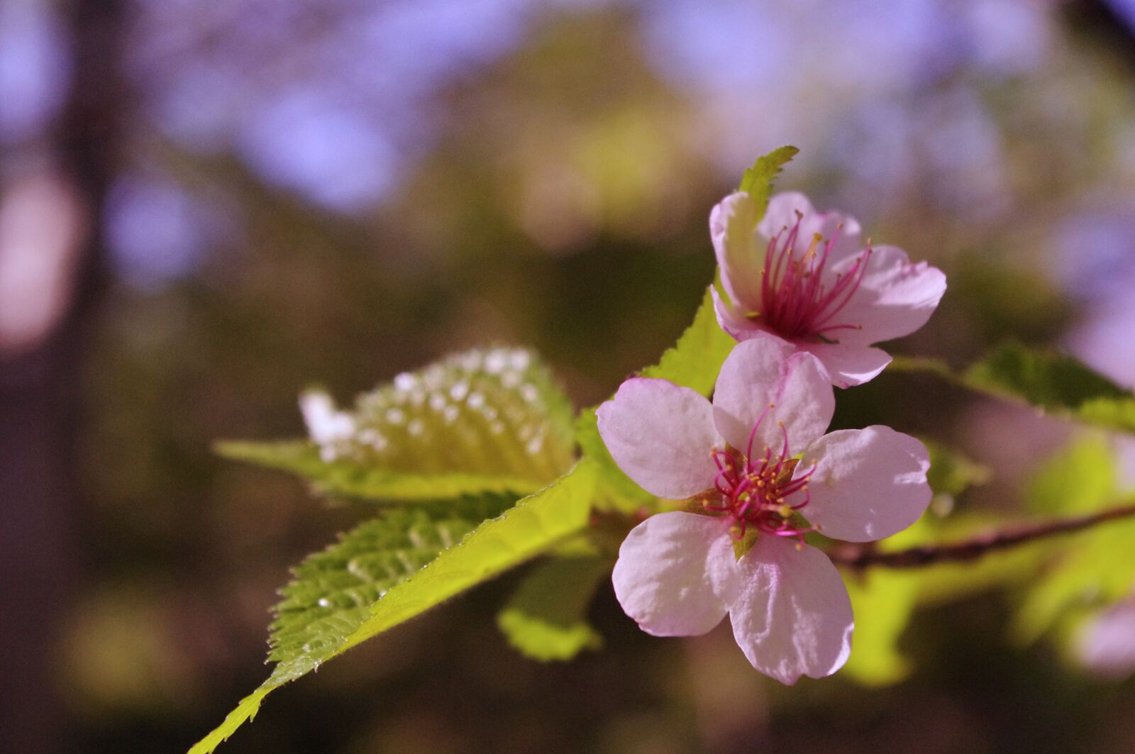 Pentax K-r sample photo. Sakura, flower, japan photography