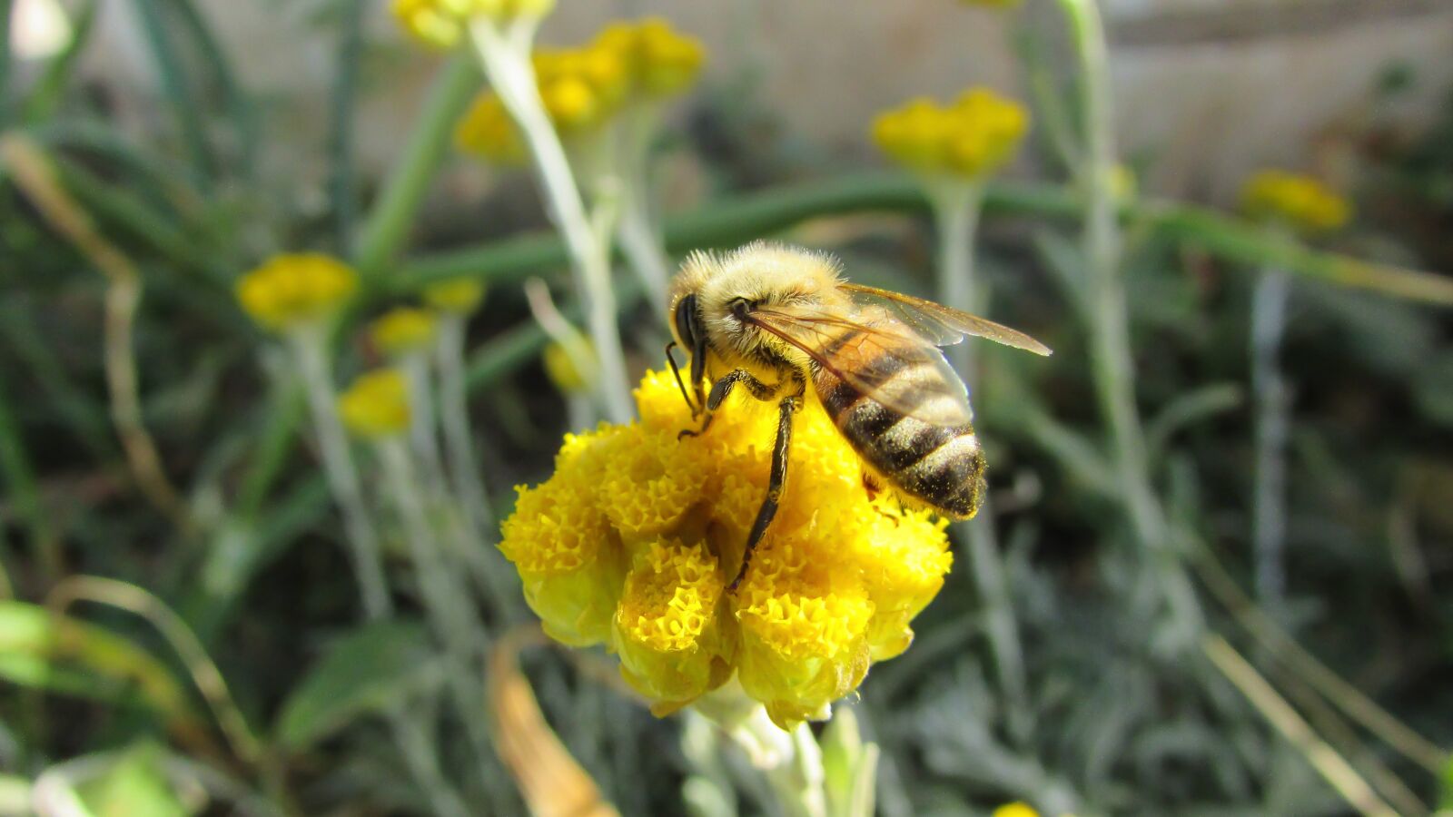 Canon PowerShot SX400 IS sample photo. Bee, insect, nature photography