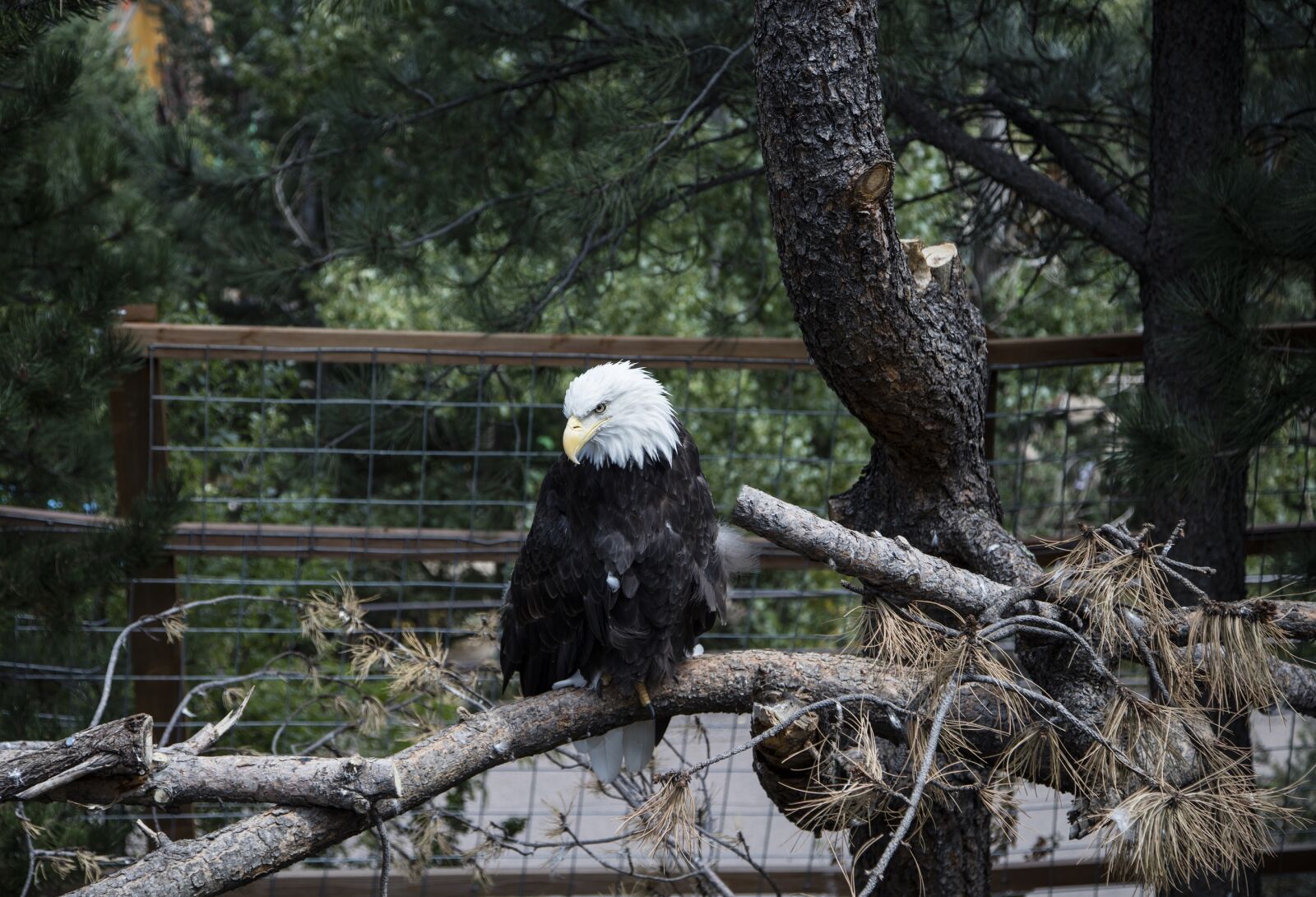 Canon EOS 5DS R sample photo. Bald eagle, eagle, bald photography