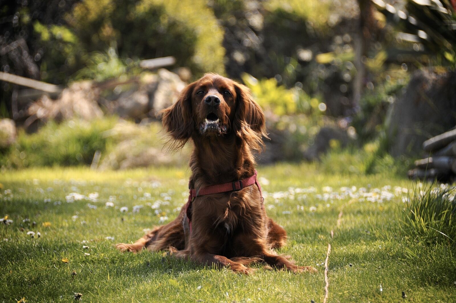 Nikon D90 sample photo. Dog, garden, spring photography