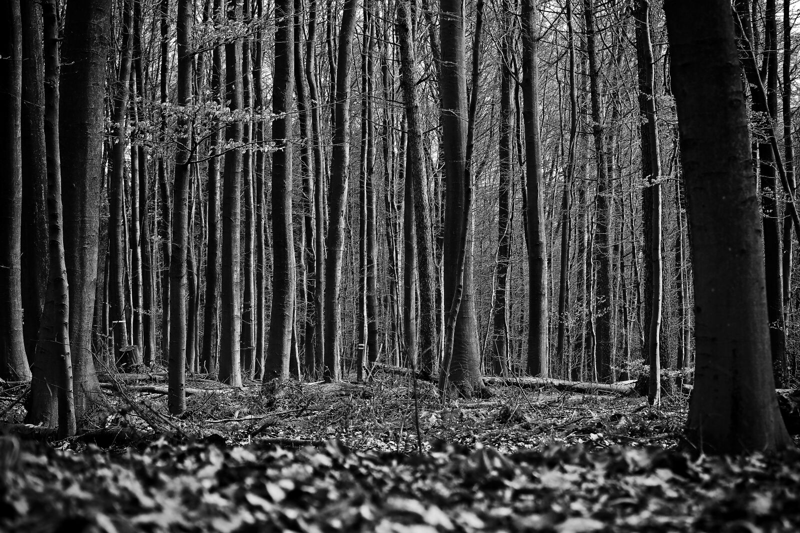 Olympus OM-D E-M10 sample photo. Forest, trees, nature photography