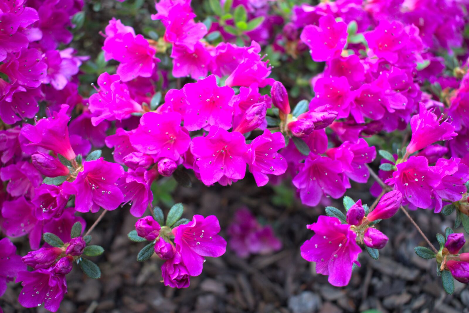 Nikon D3400 sample photo. Flower, azalea, garden photography