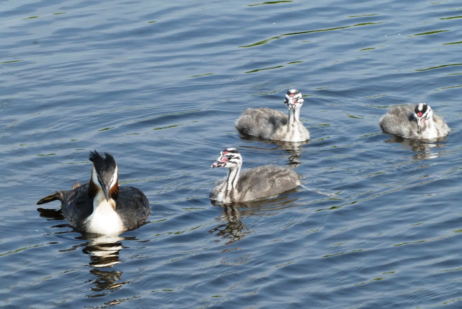 Panasonic Lumix DC-ZS70 (Lumix DC-TZ90) sample photo. Great crested grebe with photography