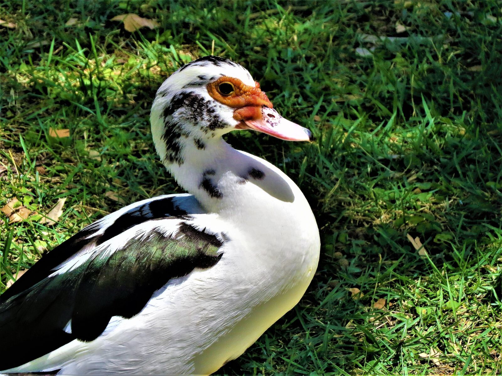 Canon PowerShot SX50 HS sample photo. Waterfowl, colorful, wildlife photography