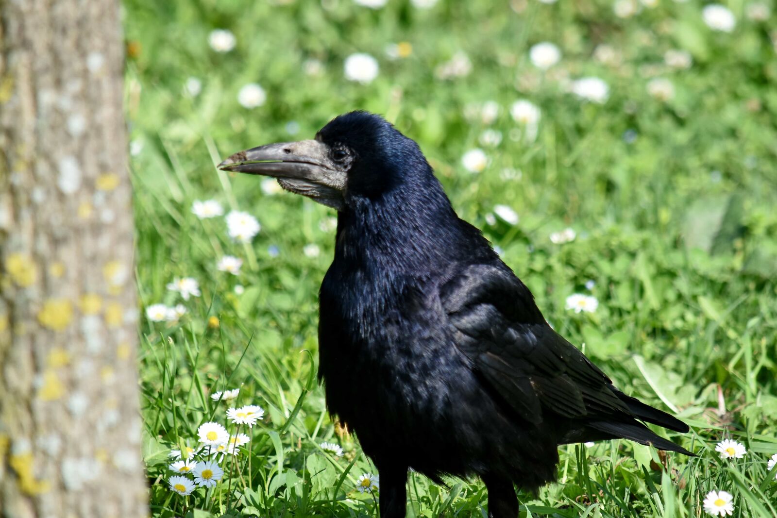 Nikon D5500 sample photo. Black, portrait, raven, beak photography