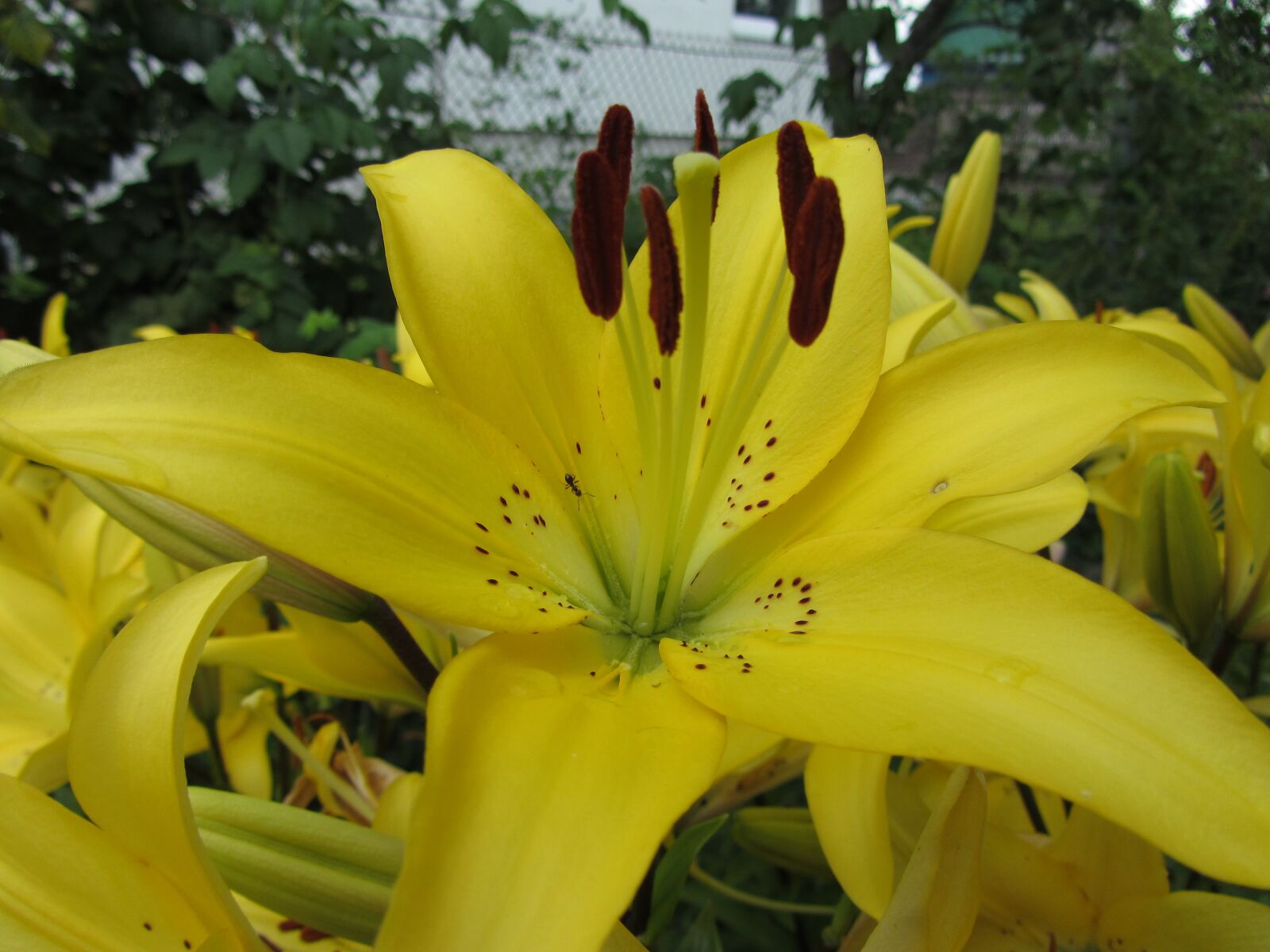 Canon PowerShot SX220 HS sample photo. Flower, lily, garden photography