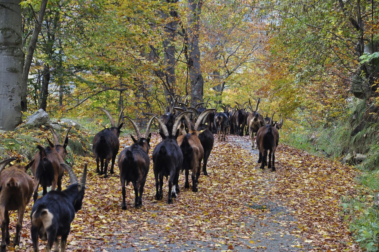 Nikon D5000 sample photo. Autumn, leaves, goats photography