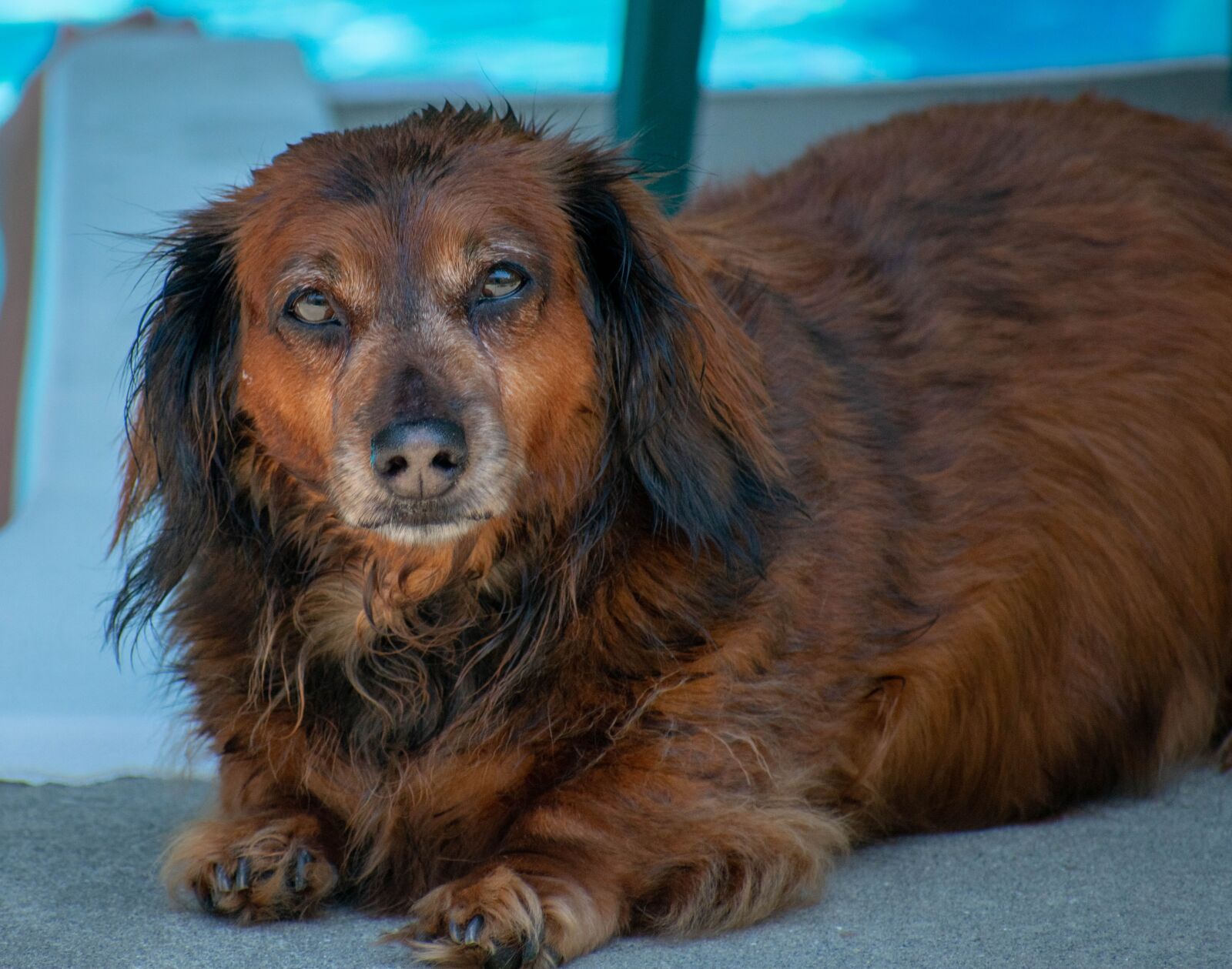 Nikon D3400 sample photo. Dachshund, dog, canine photography