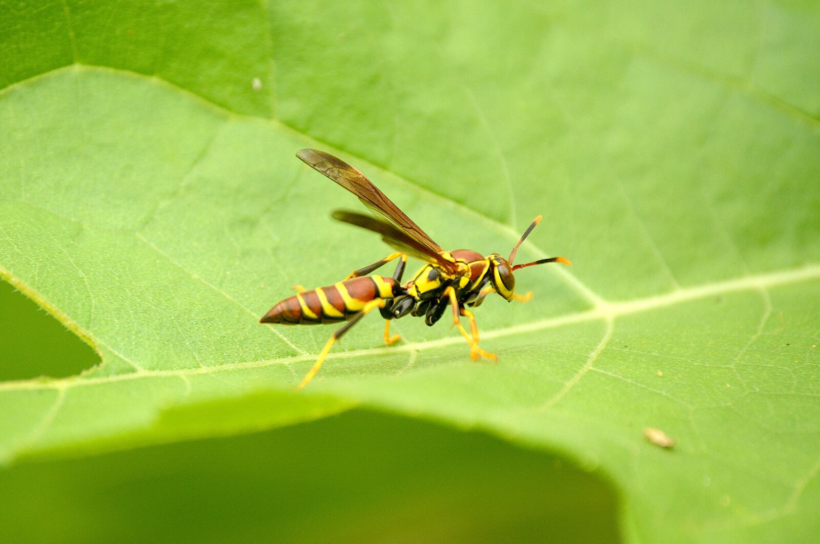Nikon D5200 sample photo. Wasp, insect, insects photography