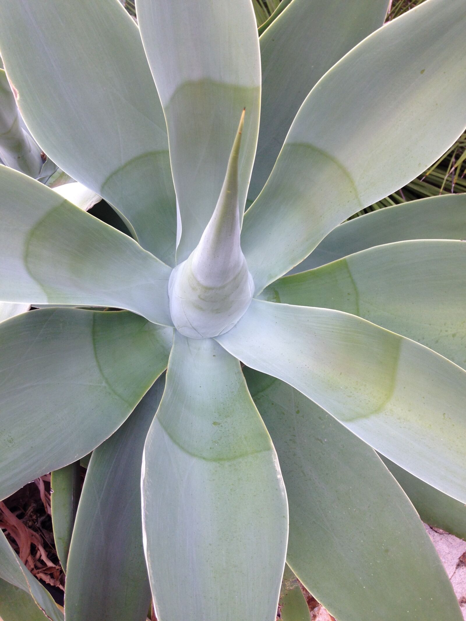 iPhone 5c back camera 4.12mm f/2.4 sample photo. Algave, plant, maquis photography