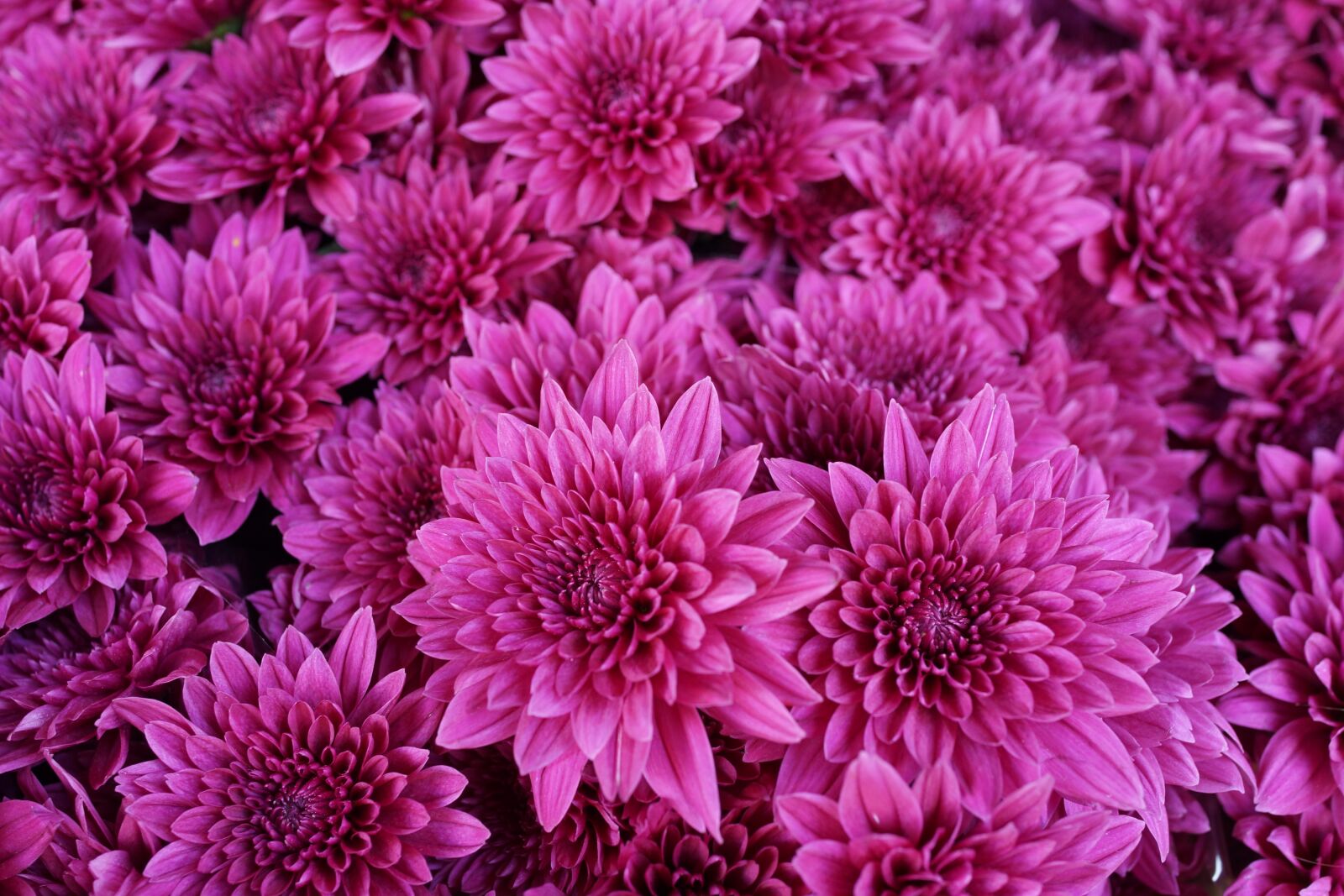 Sony Cyber-shot DSC-RX1R sample photo. Purple chrysanthemum, abstract, pattern photography