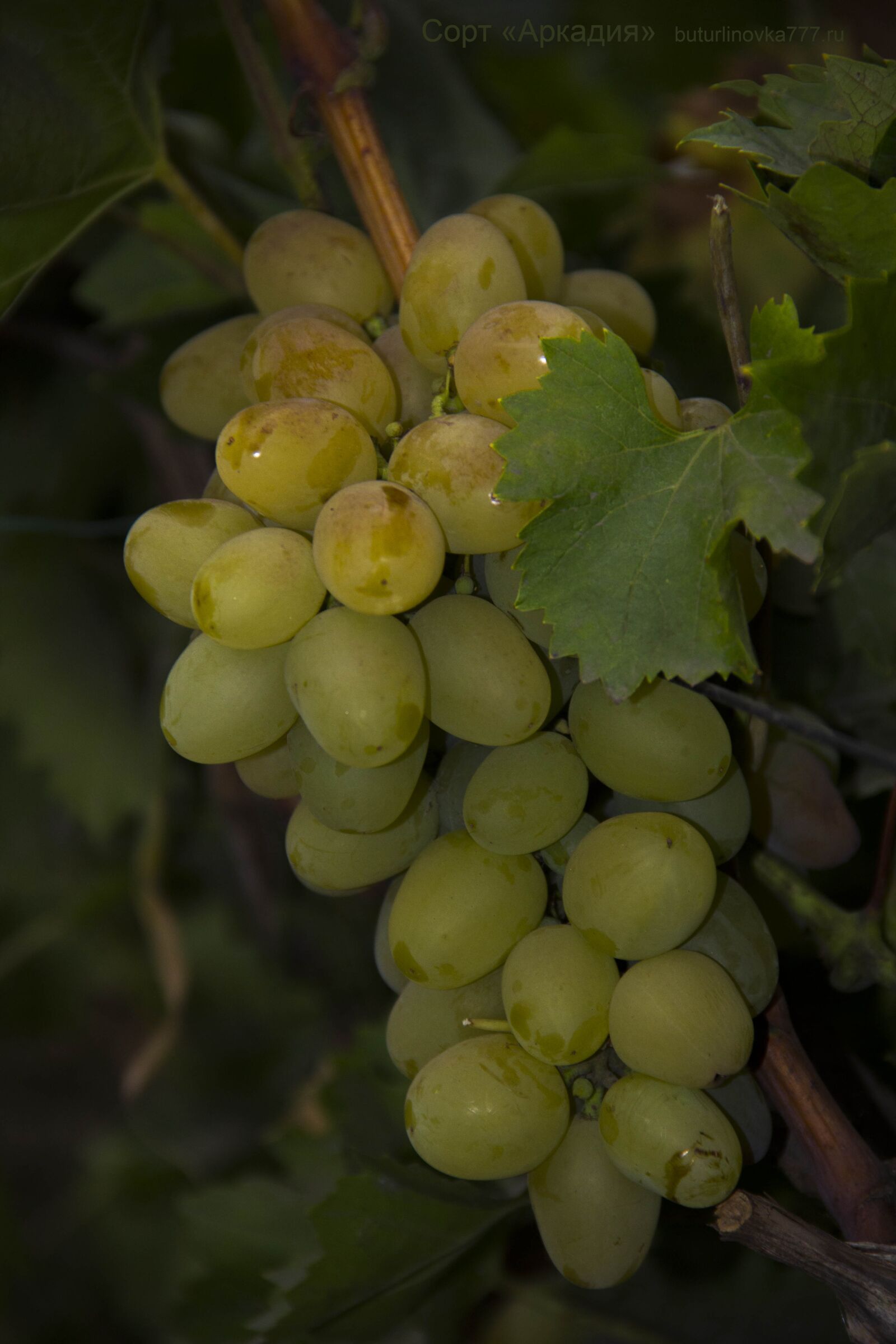 Canon EF-S 18-135mm F3.5-5.6 IS sample photo. Grapes, arcadia, grade photography
