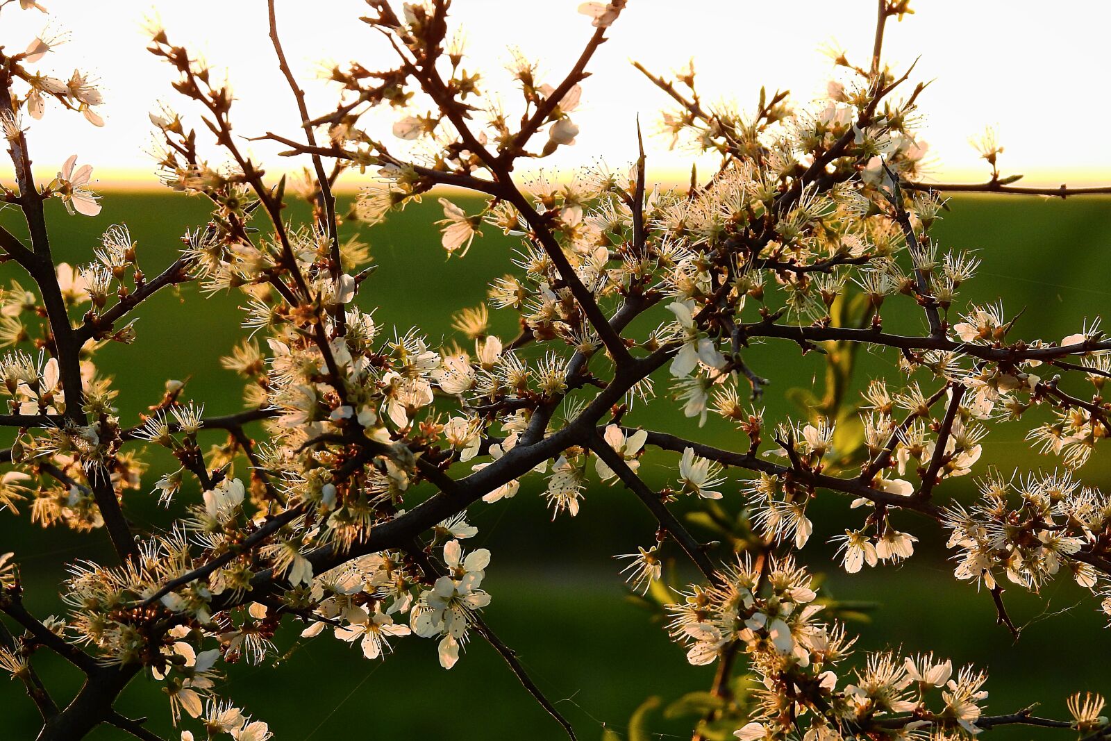 Nikon Coolpix P900 sample photo. Flowering, flowers, tree photography
