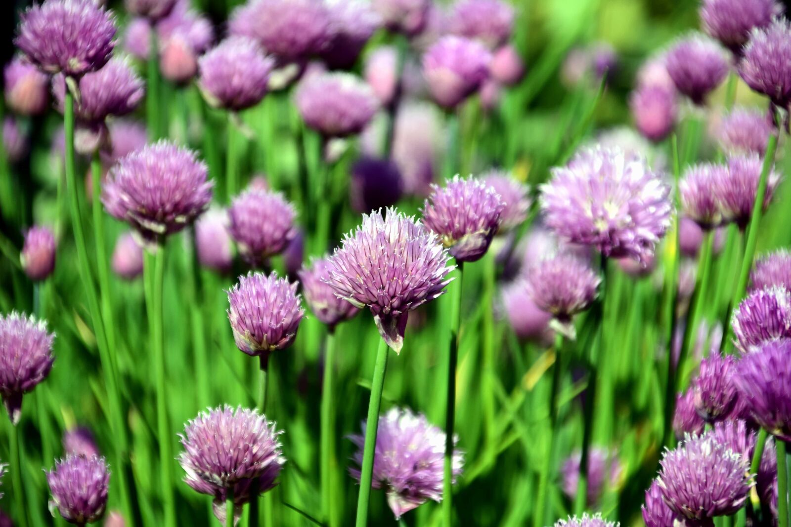 Nikon D3300 sample photo. Flower, field, flora, nature photography