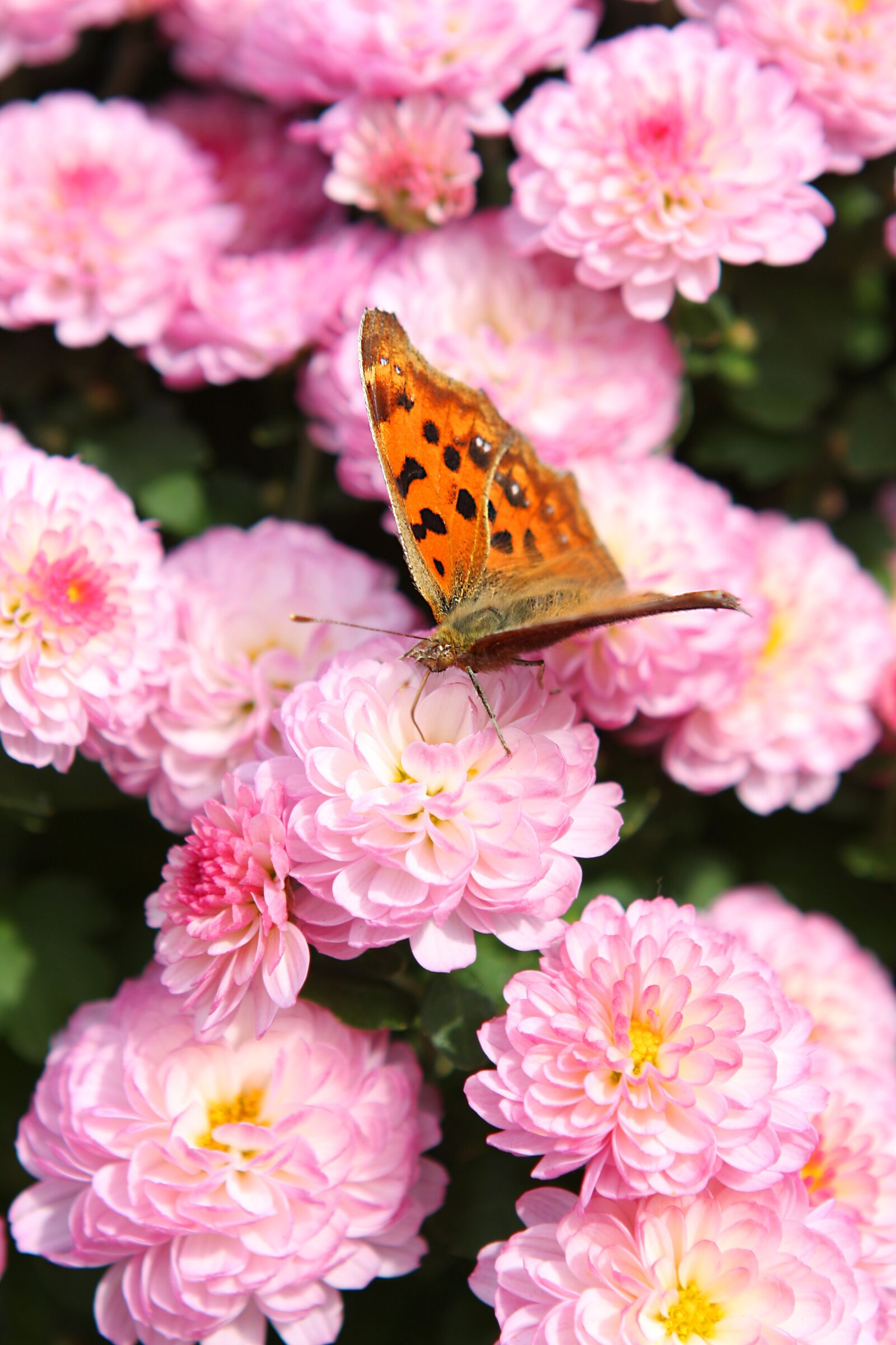 Canon EOS 40D sample photo. Flowers, butterfly, a flower photography