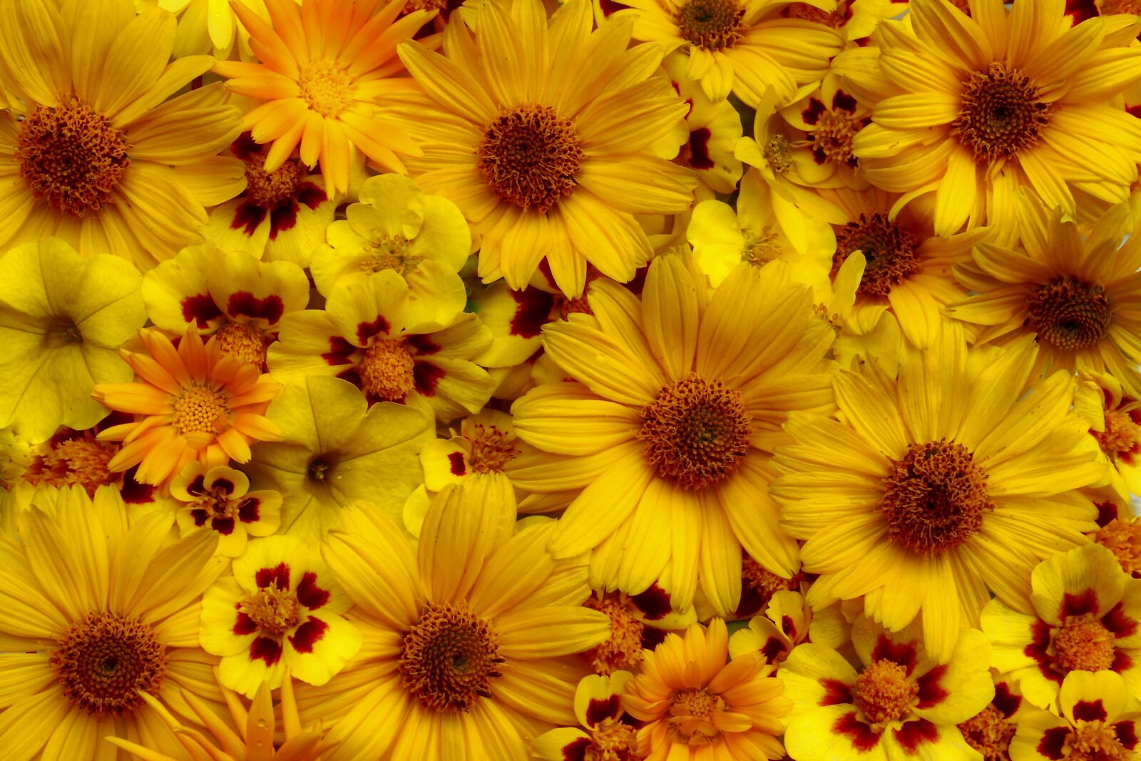 Canon EOS 1300D (EOS Rebel T6 / EOS Kiss X80) sample photo. Flowers, yellow garden, summer photography
