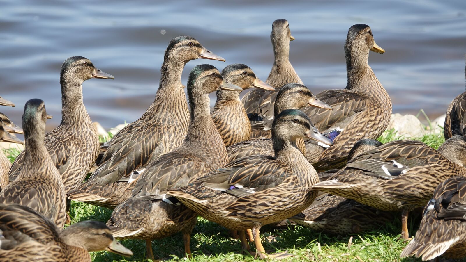Sony Cyber-shot DSC-RX10 III sample photo. Ducks, babies, water plan photography