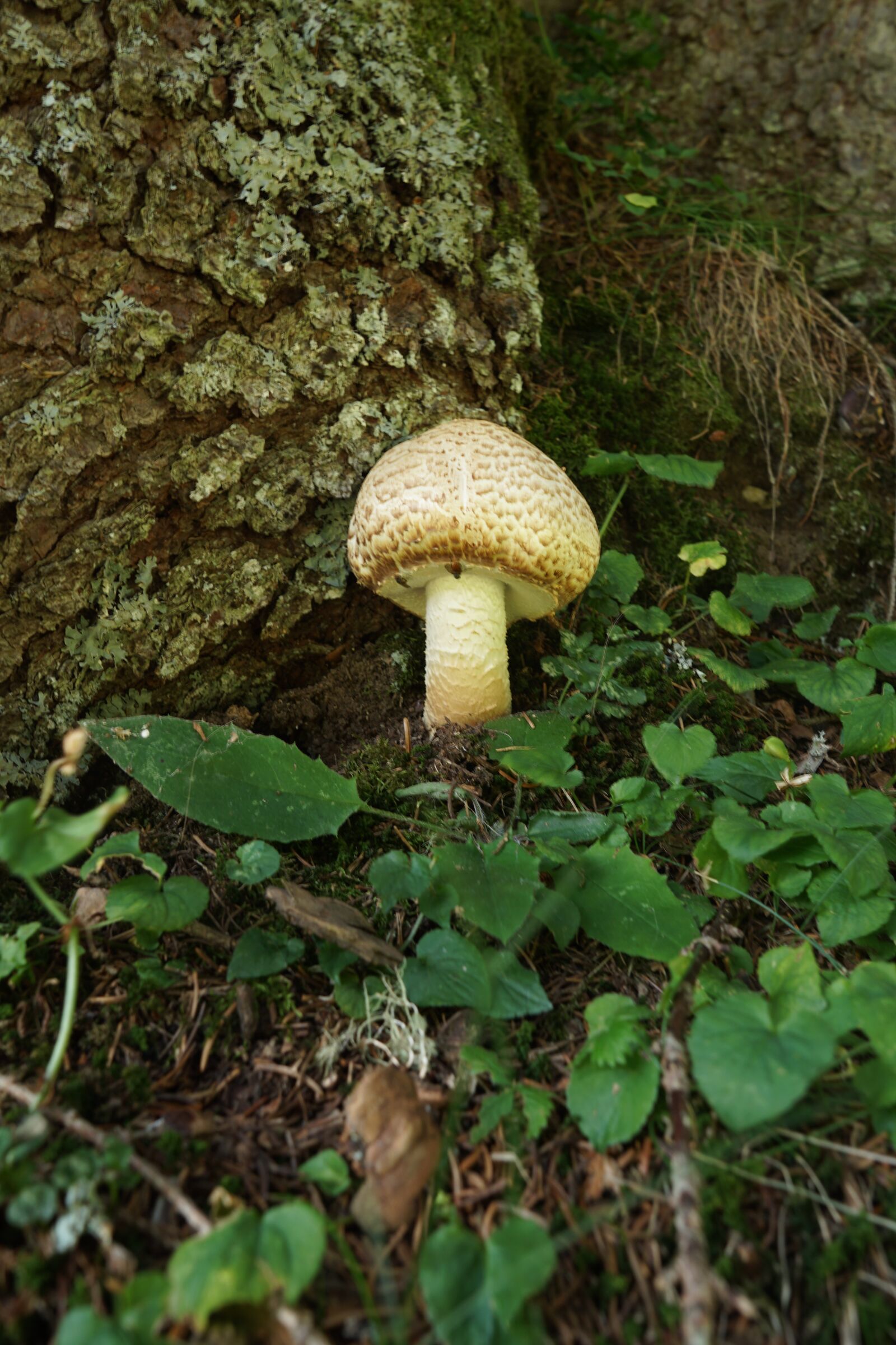Sigma 19mm F2.8 EX DN sample photo. Mushroom, autumn, hiking photography