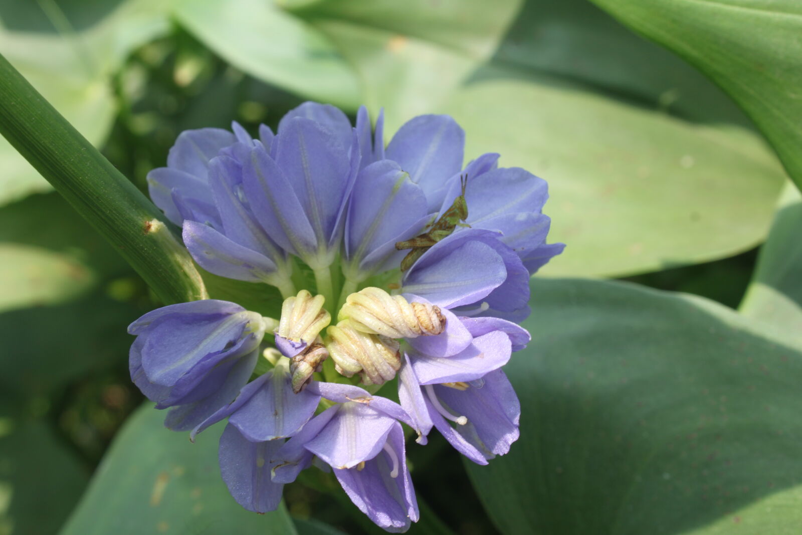 Canon EF-S 18-55mm F3.5-5.6 IS sample photo. Bangladesh, canal, fisherman, flower photography