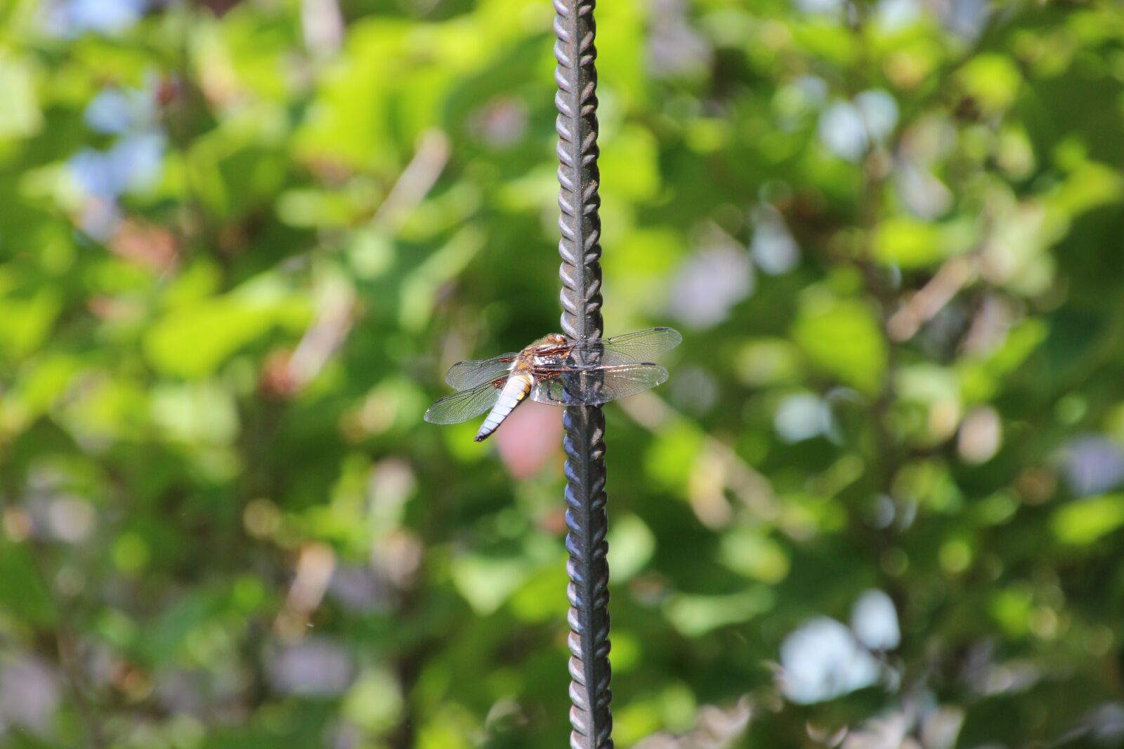 Canon EOS 60D sample photo. Nature, animal world, insect photography