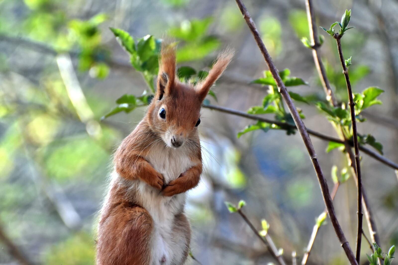 Nikon D7200 sample photo. Squirrel, verifiable kitten, rodent photography