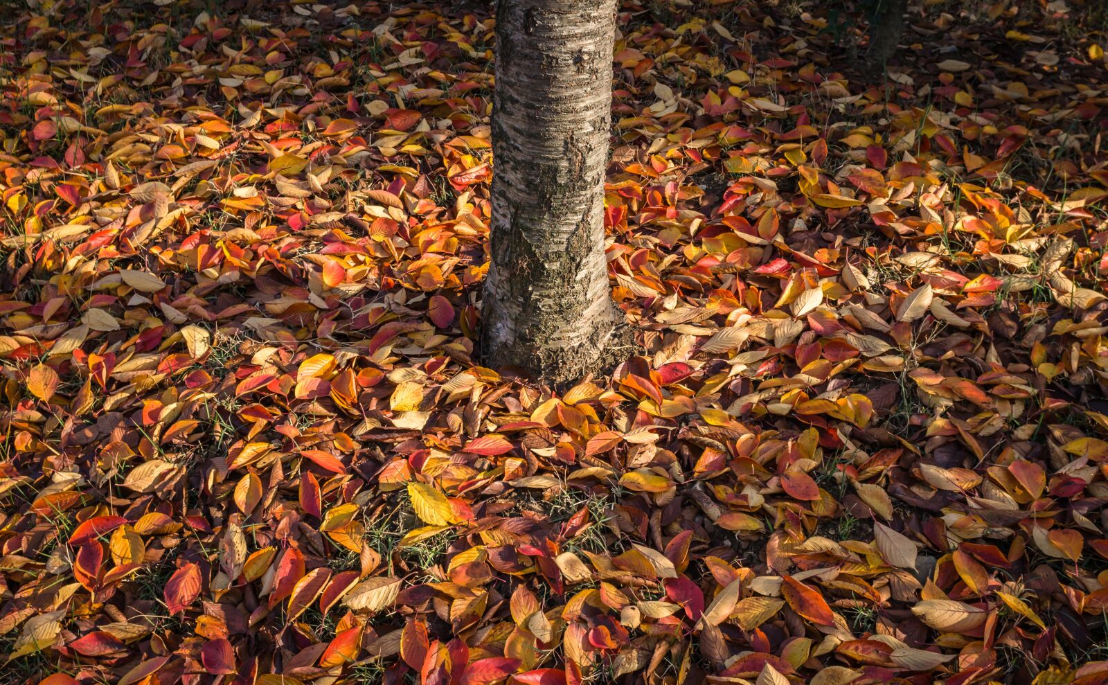 Sony E 30mm F3.5 Macro sample photo. Leaves, autumn leaves, autumn photography